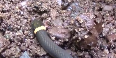 Sterling Heights snake